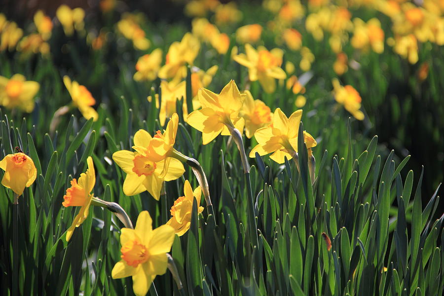 Field of Daffodils  Photograph by Angela Murdock