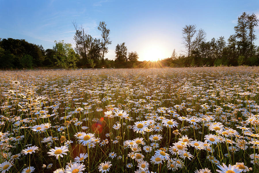 Field of Daisies Photograph by Andrew Kumler