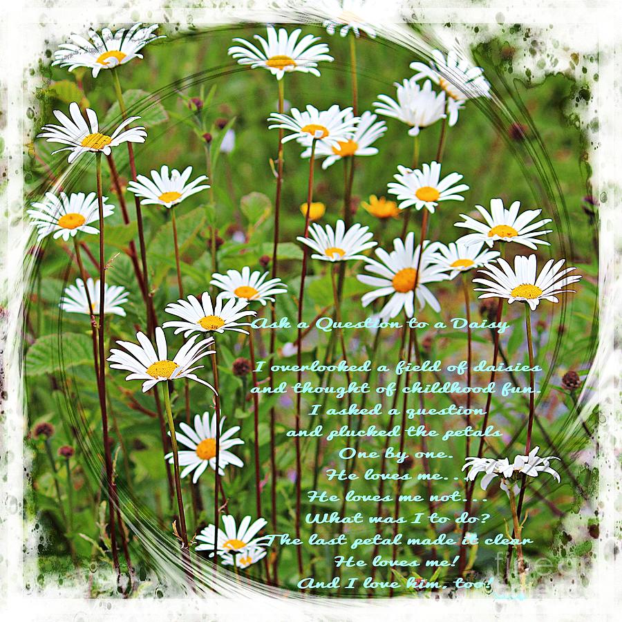 Field of Daisies Photograph by Barbara A Griffin