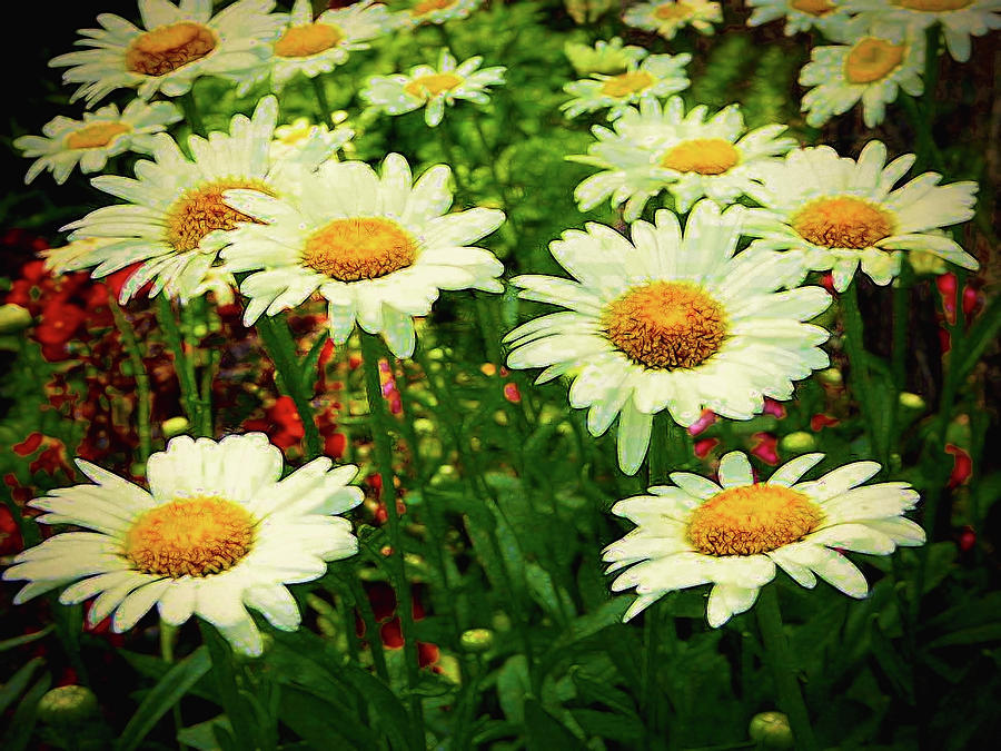 Field Of Daisies Photograph