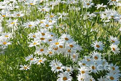 Field of Daisies Photograph by Dennis Hammer - Fine Art America