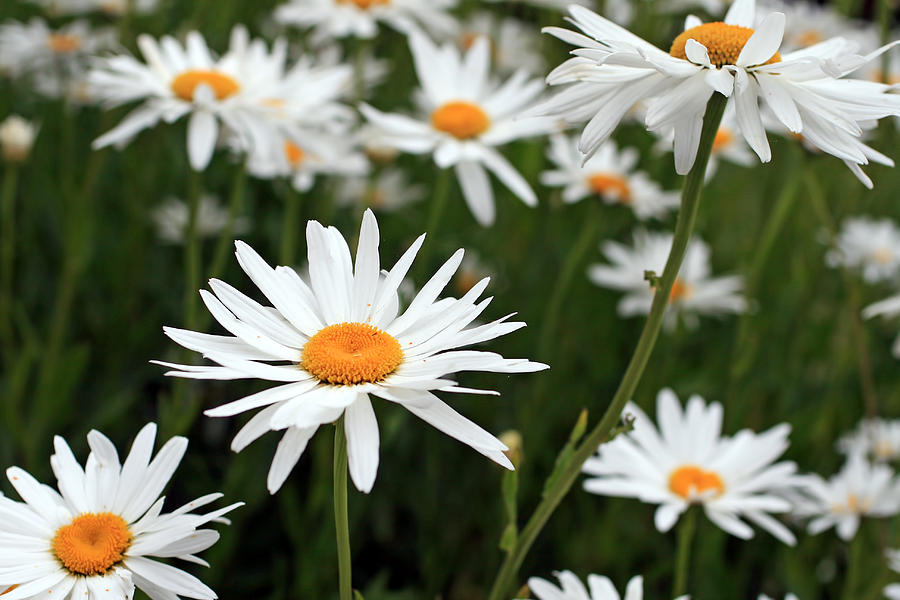 Field of Daisies Photograph by Dorothy Cunningham