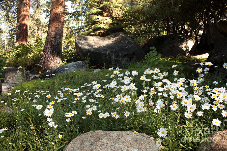 Daisies Photograph - Field of Daisies in Tahoe by Carol Groenen