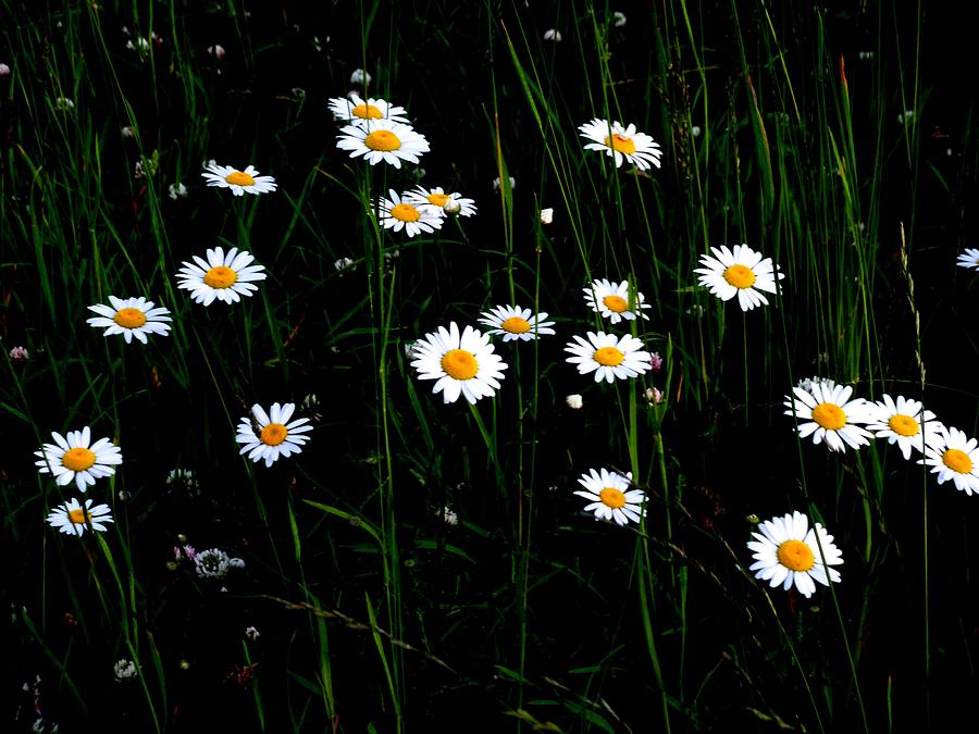 Field of Daisies Photograph by Jeanette Oberholtzer