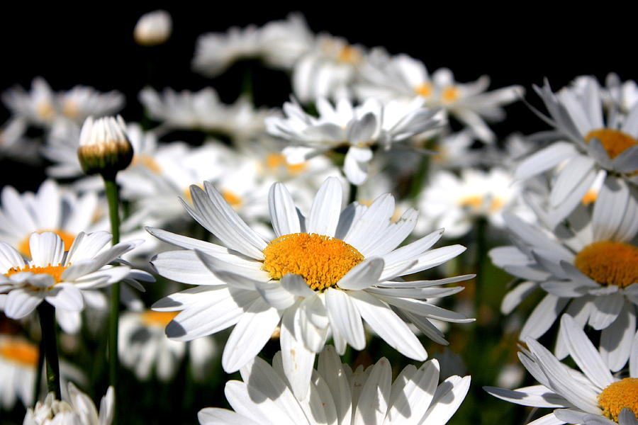 Field of Daisies Photograph by Joseph Peterson - Fine Art America