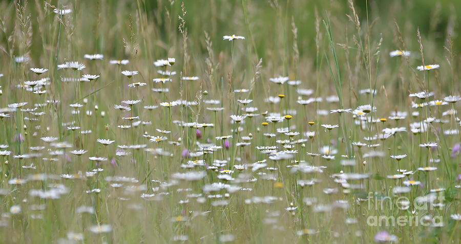 Field of Daisies Photograph by Kerri Farley