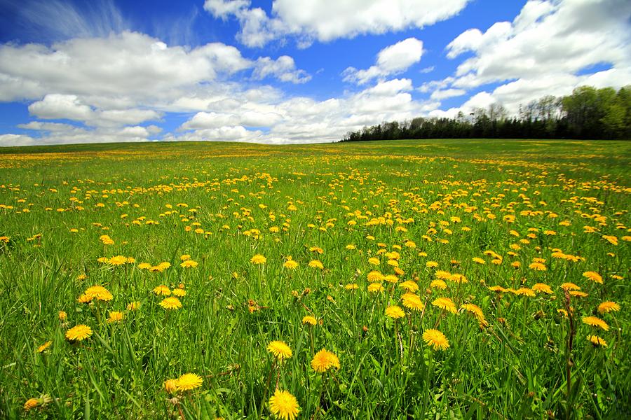Field of dandelions Photograph by Gary Corbett
