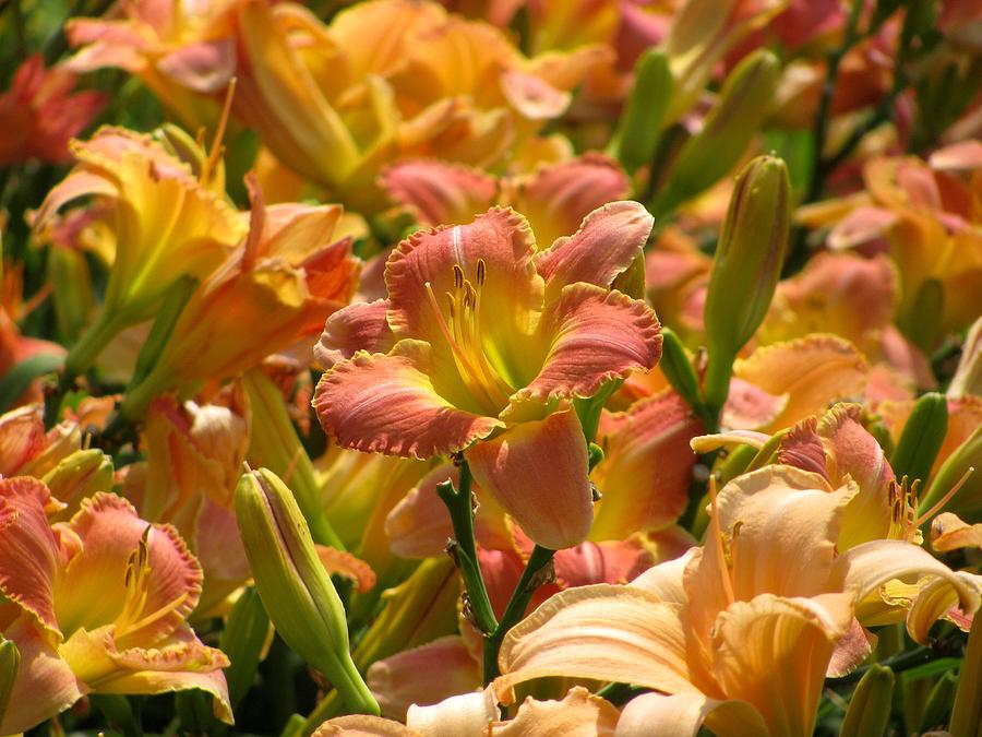 Field Of Daylilies Photograph by Alfred Ng