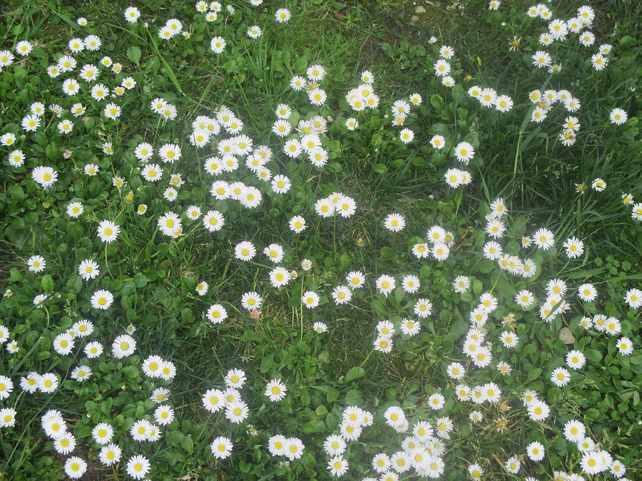 Flower Photograph - Field Of Dazies by Anamarija Marinovic