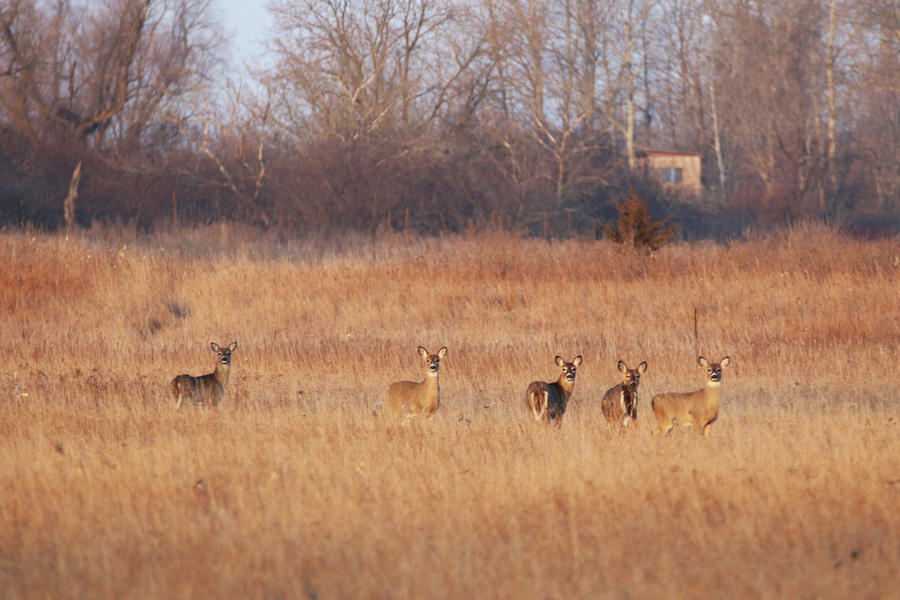 Field of Deer Photograph by Brook Burling