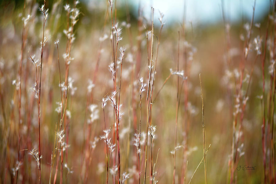 Nature Photograph - Field of dreams by Allyson Schwartz