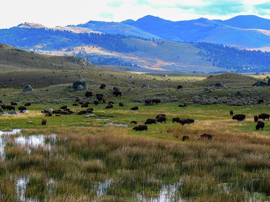 Bison Photograph - Field of Dreams by Ashley Noble