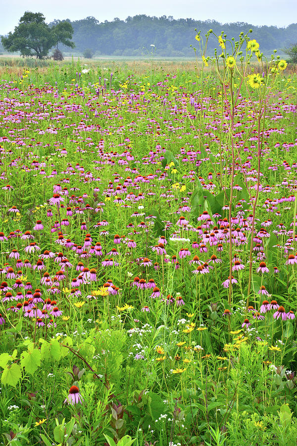 Field of Dreams in Chain-o-Lakes SP Photograph by Ray Mathis