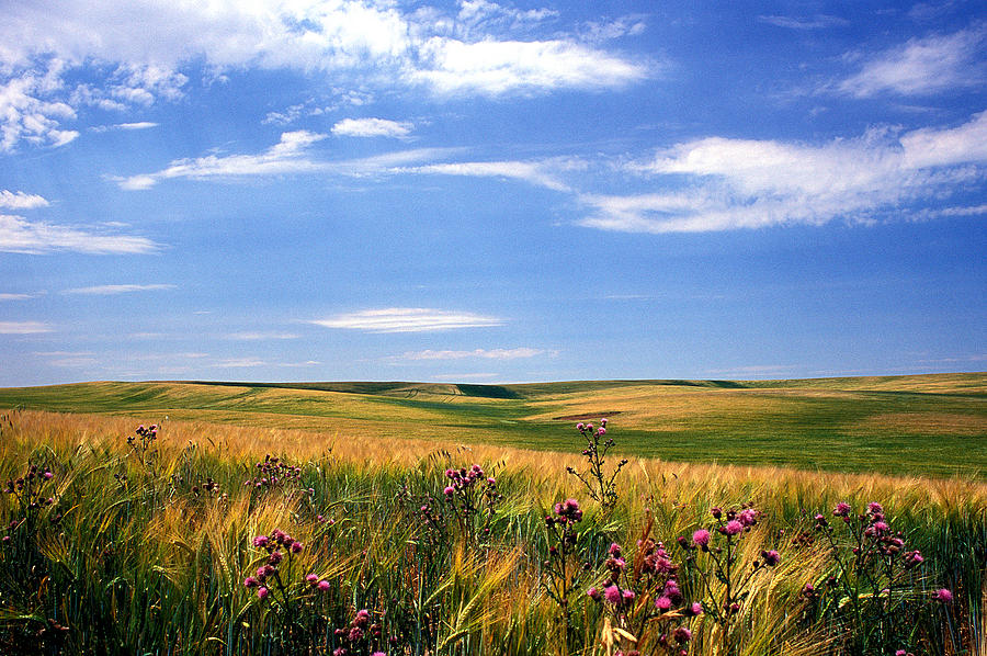 Field of Dreams Photograph by Kathy Yates | Fine Art America