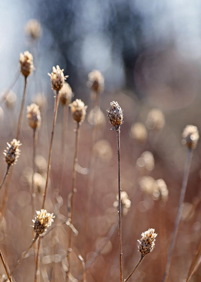 Field of Dried Flowers in Earth Tones Photograph by Brooke T Ryan