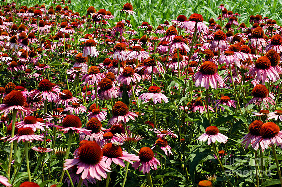 Field of Echinacea Photograph by Clayton Bruster