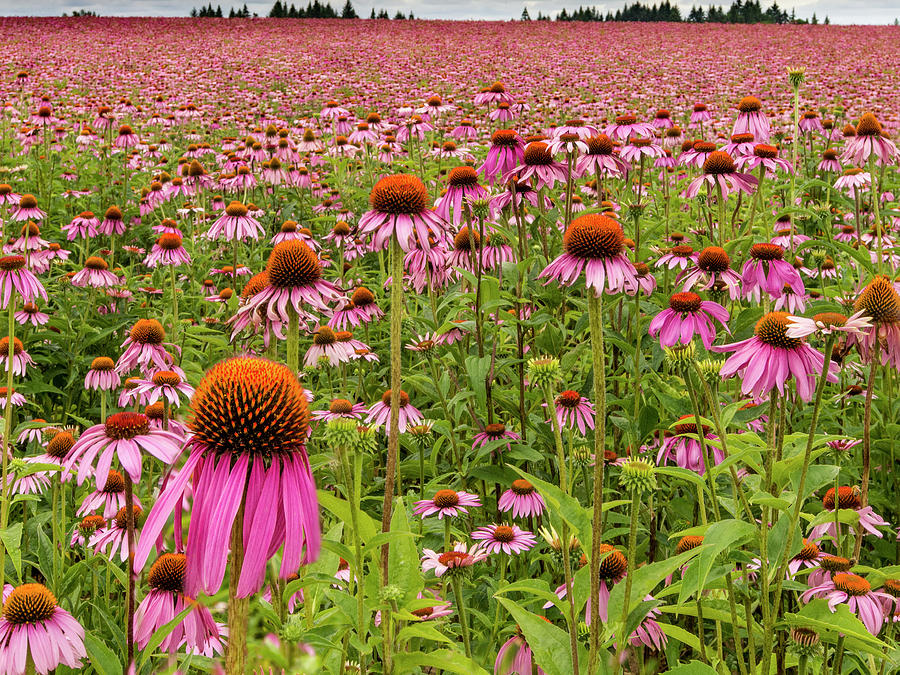 Field of Echinacea Photograph by Jean Noren