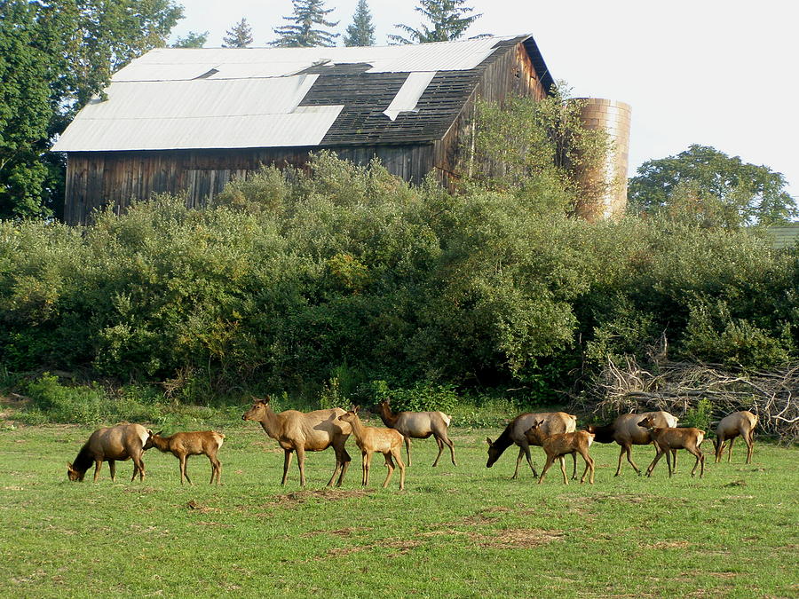 Field of Elk Photograph by Jeanette Oberholtzer