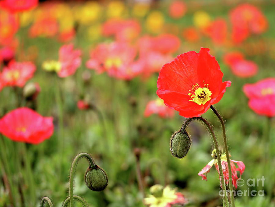 Field of European Poppy Flowers . 7D5627 Photograph by Wingsdomain Art and Photography