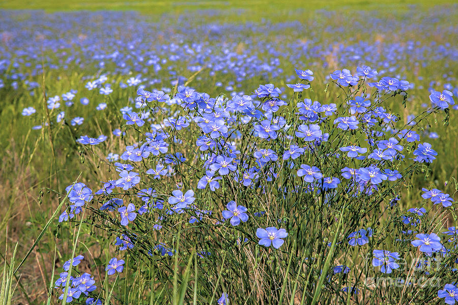 Field of Flax Photograph by Jim Garrison