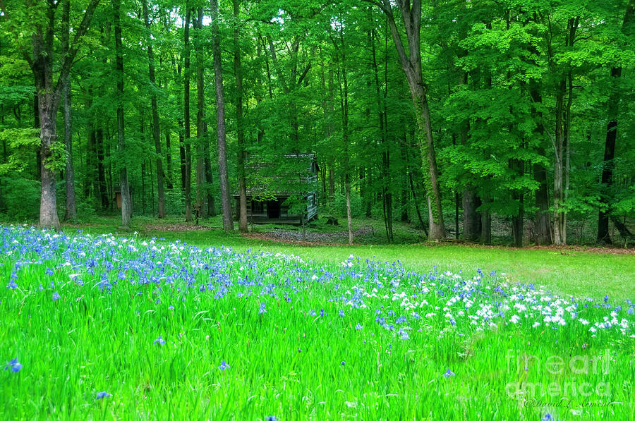 Field of Flowers and Log Cabin Photograph by David Arment