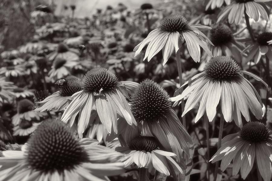 Field Of Flowers Bw Photograph