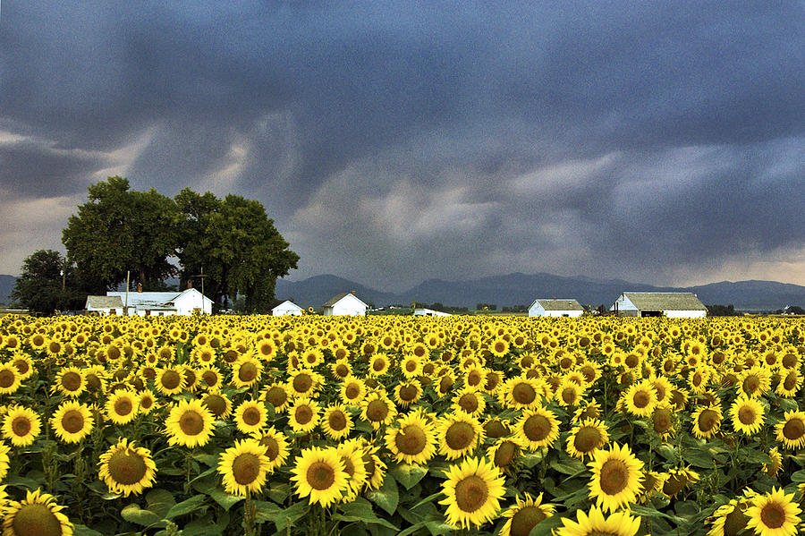 Field Of Flowers  Photograph by James Steele