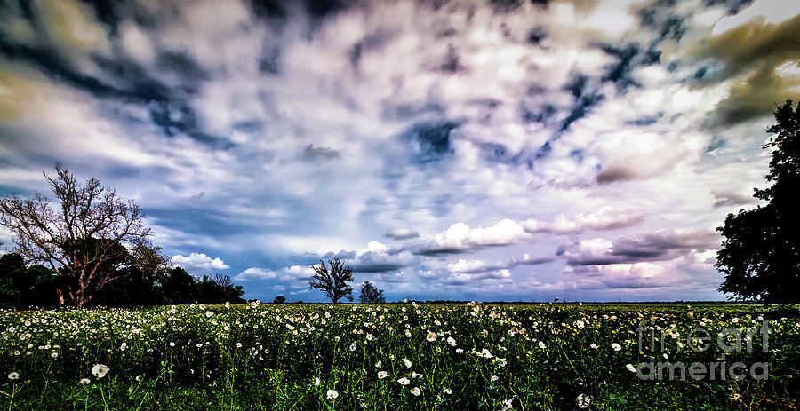 Field Of Flowers Photograph by JB Thomas