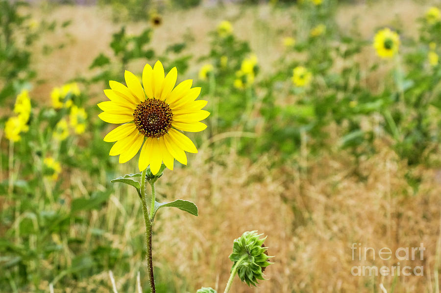 Field of Sunflowers Photograph by Karen Jorstad