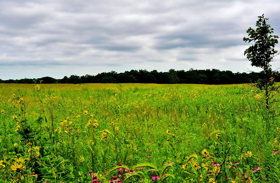 Field of Flowers Photograph by Michelle McPhillips - Fine Art America