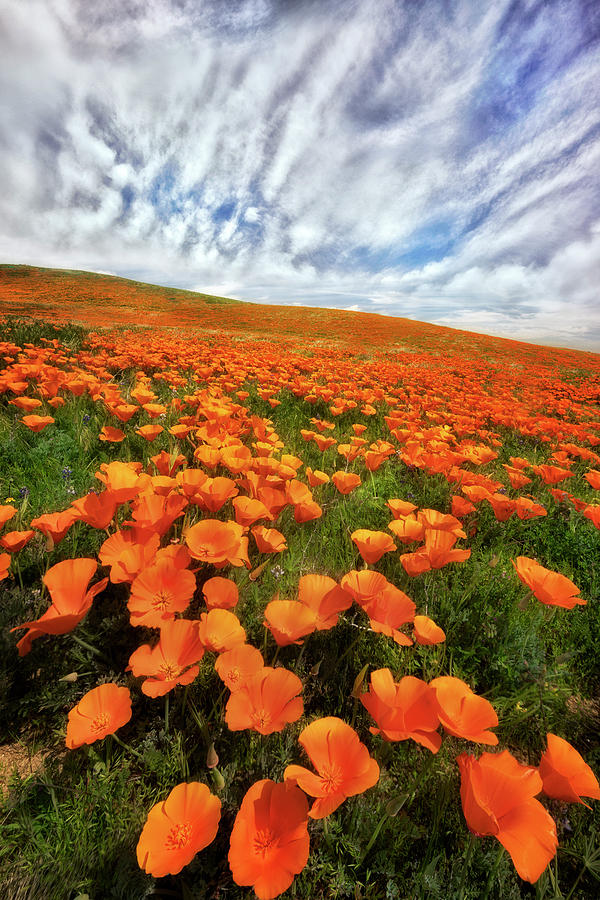 Field of Flowers Photograph by Nicki Frates