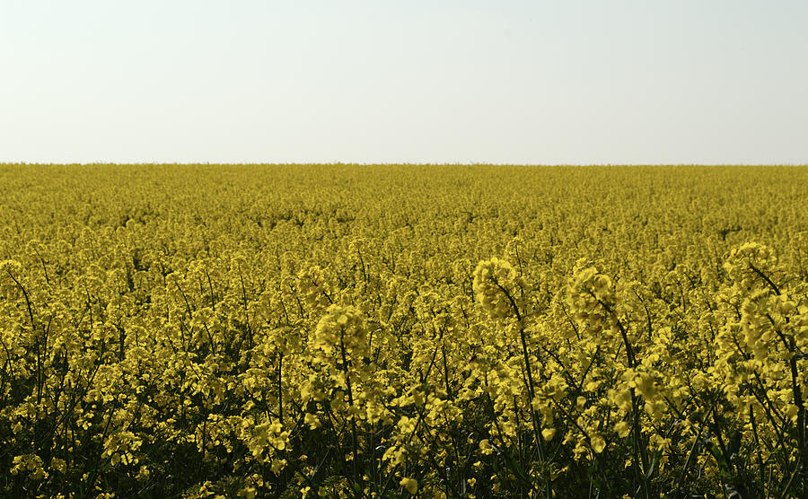 Field Of Gold Photograph by Adrian Wale