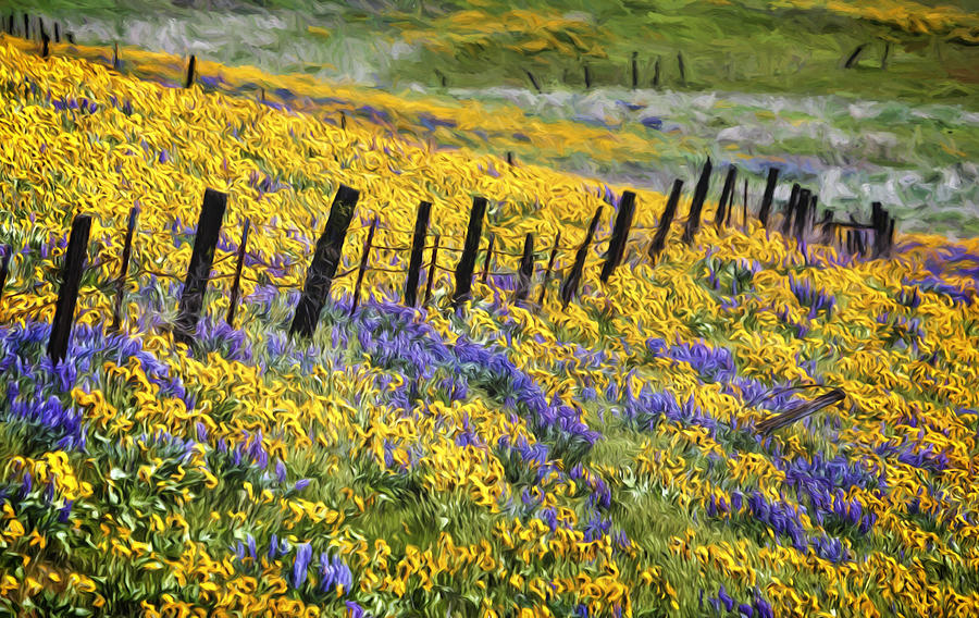 Field of Gold and Purple Photograph by Wes and Dotty Weber