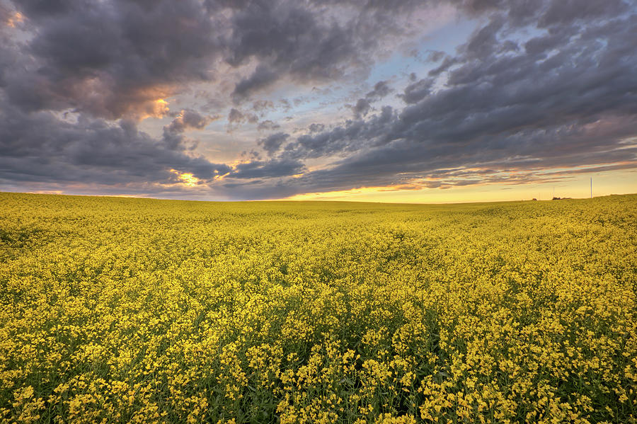 Sunset Photograph - Field of Gold by Dan Jurak