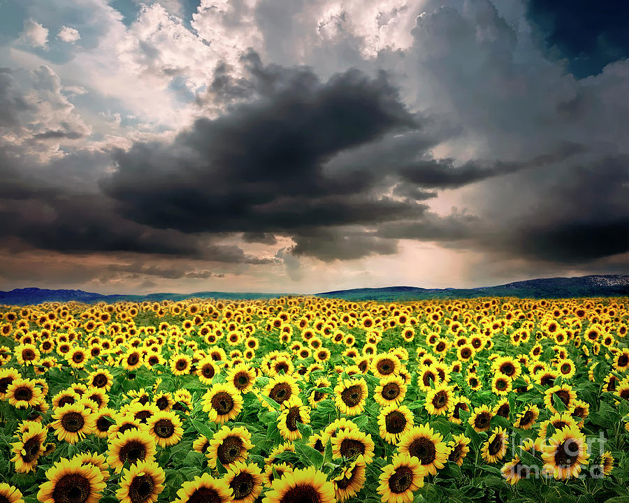 Field of Gold Photograph by Edmund Nagele FRPS