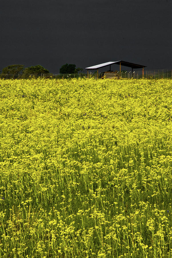 Field of Gold Photograph by Gerard Harrison