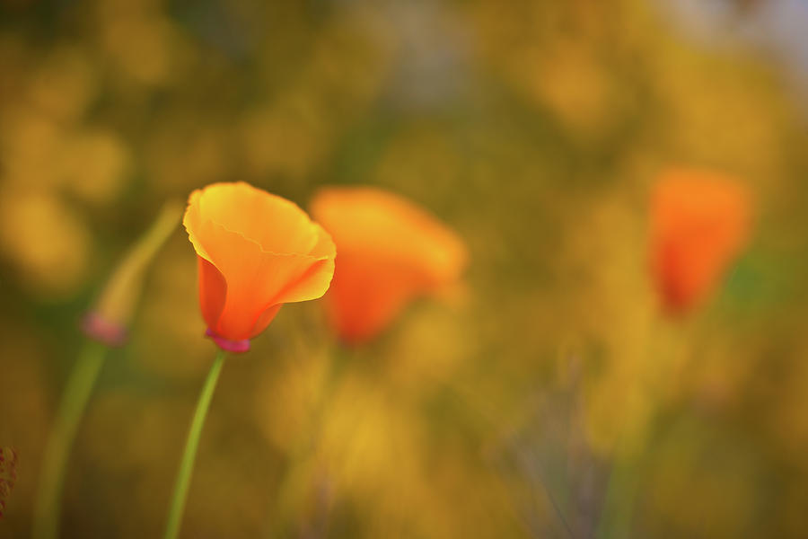 Flower Photograph - Field of Gold by Mike Reid