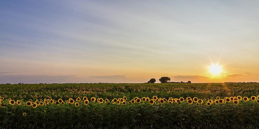 Field of Gold Photograph by Penny Meyers