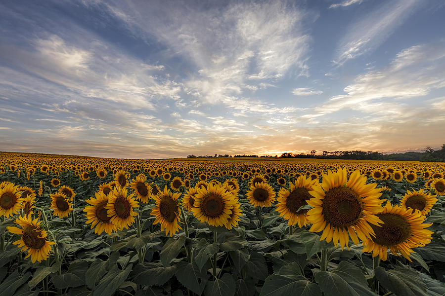 America Photograph - Field Of Gold by Scott Bean America Photograph - Field Of Gold by Scott Bean
