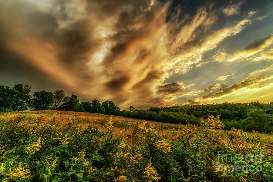 Field of Gold Photograph by Thomas R Fletcher