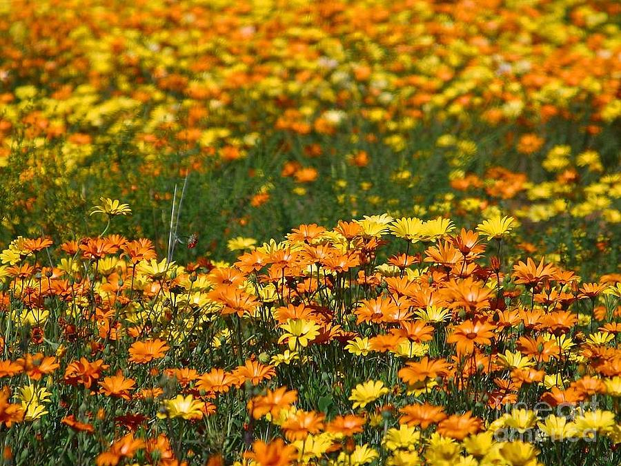 Field of Golden Flowers Photograph by Sharon Wilton - Pixels