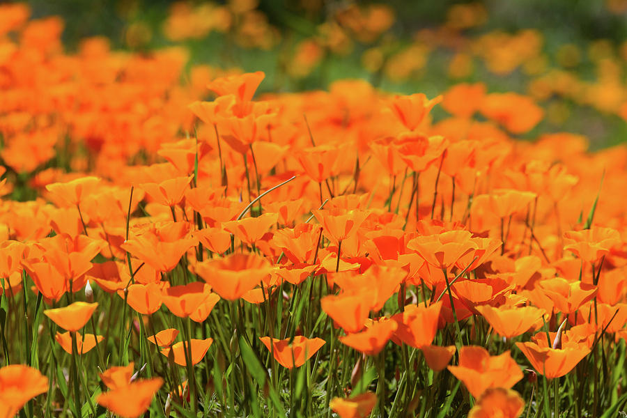 Field Of Golden Poppies Photograph by Roger Mullenhour