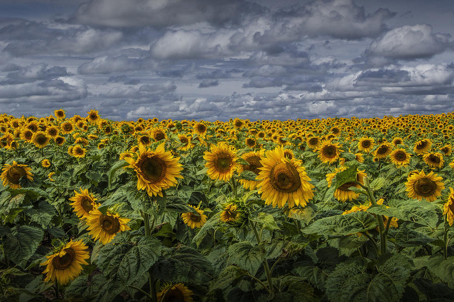 Field of Golden Sunflowers against a Cloudy Blue Sky Photograph by Randall Nyhof