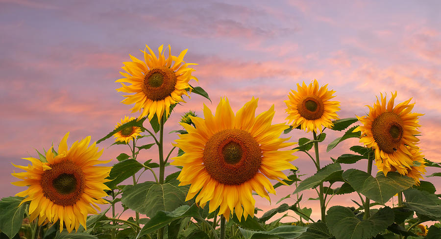 Field Of Golden Sunflowers At Sunset Photograph by Gill Billington