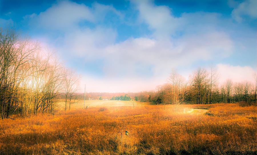 https://images.fineartamerica.com/images/artworkimages/mediumlarge/1/field-of-goldenrod-late-autumn-timothy-boeh.jpg