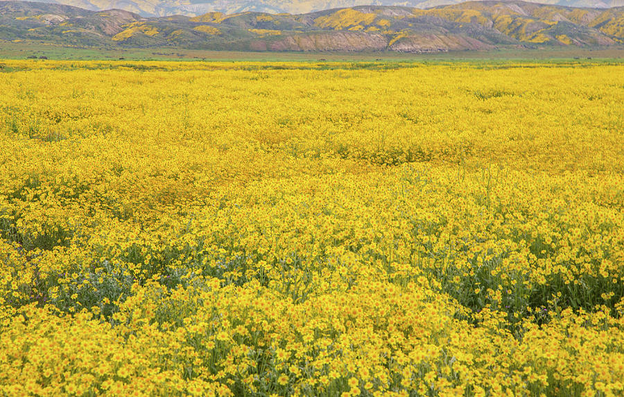 Field of Goldfields Photograph by Marc Crumpler