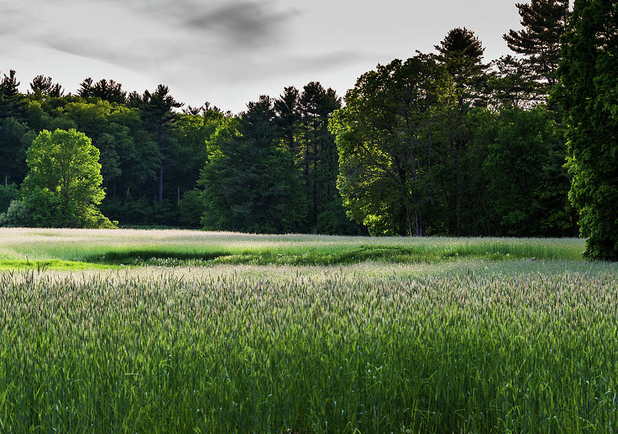 Field of Green Photograph by Robert McKay Jones