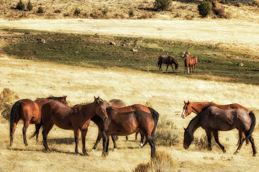Field of Horses Photograph by Belinda Greb
