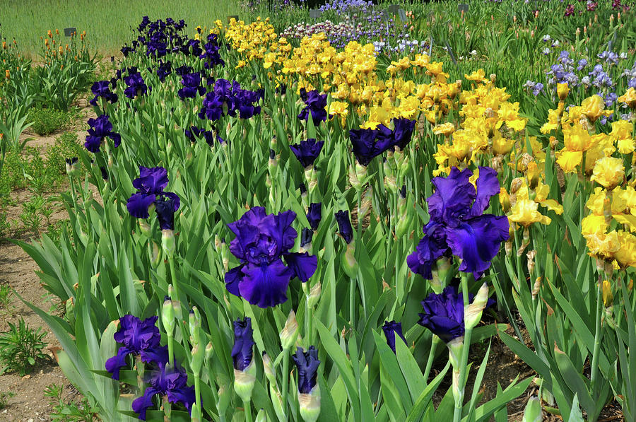 Field of Iris Photograph by Diane Lent