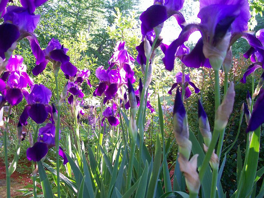 Flower Digital Art - Field of Irises by Barbara S Nickerson
